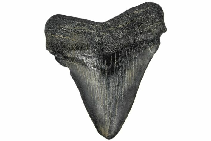 Juvenile Megalodon Tooth - South Carolina #172109